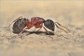 <p>MRAVENEC</p>